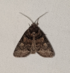 Cosmia praeacuta