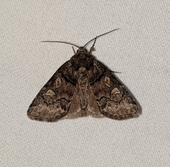 Cosmia praeacuta