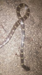 Lycodon travancoricus