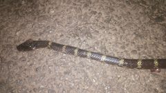 Lycodon travancoricus