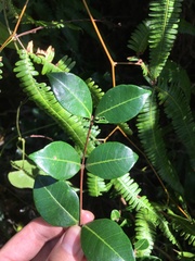 Myrcia citrifolia