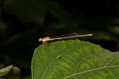 Ceriagrion olivaceum