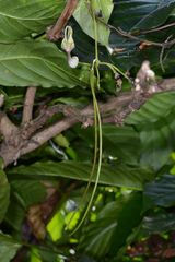 Ceropegia decaisneana