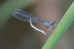 Ischnura cervula