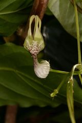 Ceropegia decaisneana
