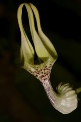 Ceropegia decaisneana
