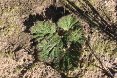 Arctopus dregei
