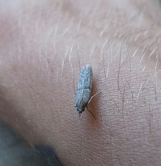 Ephestia parasitella