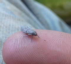 Ephestia parasitella