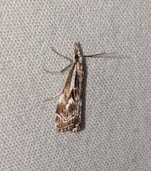 Catoptria oregonicus