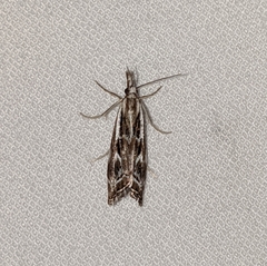 Catoptria oregonicus