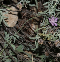 Scabiosa holosericea