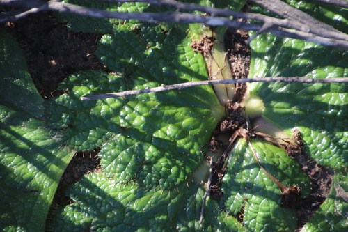 Image of Ridged Bearpaw (Arctopus dregei) by (c) Tony Rebelo, some rights reserved (CC BY-SA)