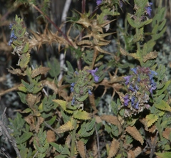 Nepeta foliosa