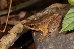 Indosylvirana aurantiaca