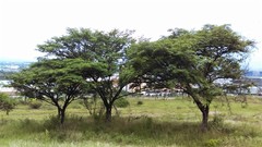 Albizia occidentalis