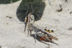 Heliastus subroseus