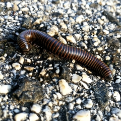 Acanthoiulus cassinensis