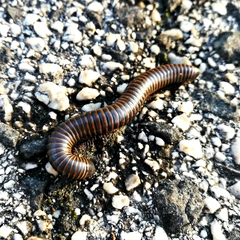 Acanthoiulus cassinensis