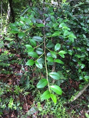 Erythroxylum urbanii