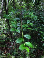 Erythroxylum urbanii