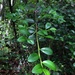 Erythroxylum urbanii - Photo (c) Steve Maldonado Silvestrini, some rights reserved (CC BY-NC), uploaded by Steve Maldonado Silvestrini