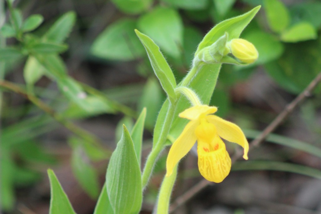 Cypripedium dickinsonianum Hágsater