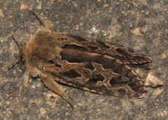 Oncopera intricoides