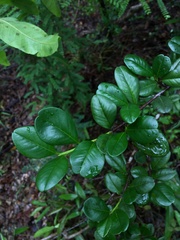 Erythroxylum urbanii