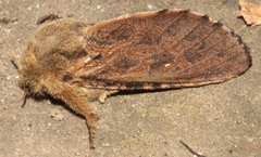 Oncopera rufobrunnea