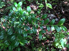 Erythroxylum urbanii