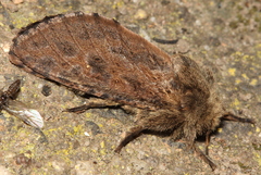 Oncopera rufobrunnea