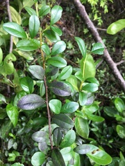 Erythroxylum urbanii