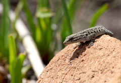 Lygodactylus nigropunctatus