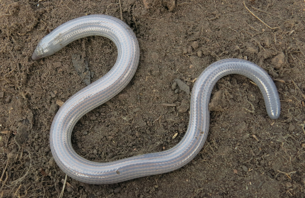 Wood-Bush Legless Skink