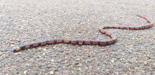 Bibron's Slender Coralsnake