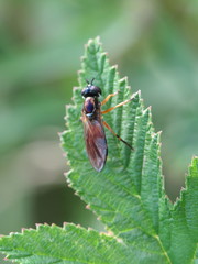 Pyrophaena granditarsis