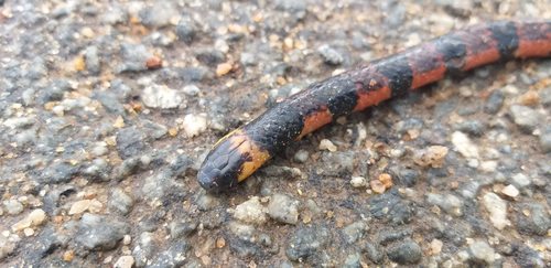 Bibron's Slender Coralsnake