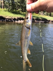 Ptychocheilus oregonensis