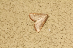 Hypsopygia binodulalis