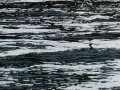 Phalacrocorax carbo