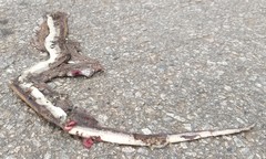 Coelognathus helena