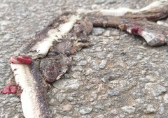 Coelognathus helena