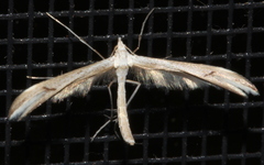 Platyptilia celidotus