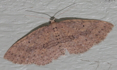 Poecilasthena anthodes