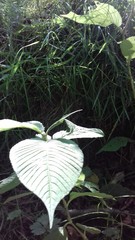 Koenigia campanulata