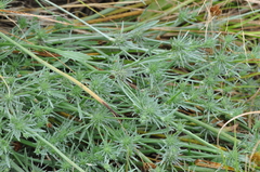 Eryngium petiolatum