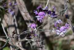 Glycine rubiginosa