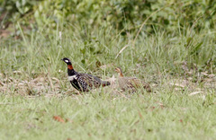 Francolinus francolinus