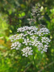 Pimpinella major